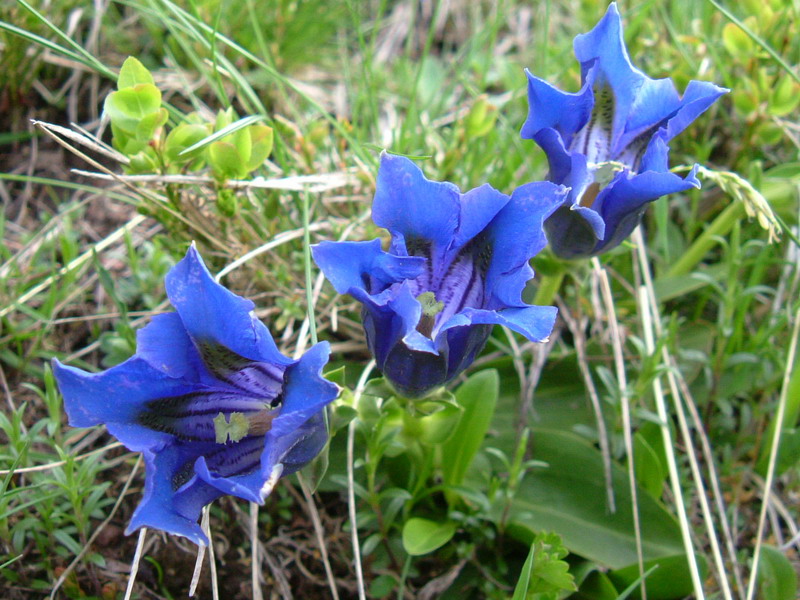 Parco del Gigante 6 Gentiana kochiana